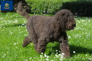 Read more about the article Barbet breeders and puppies in Idaho