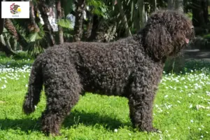 Read more about the article Barbet breeders and puppies in Illinois