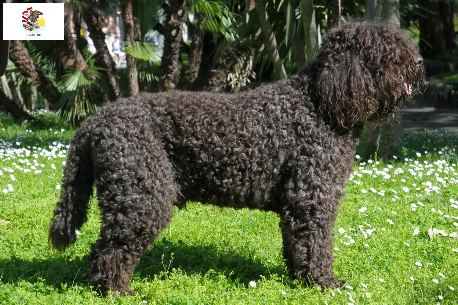 Barbet puppies and breeders Illinois Here you can find Barbet breeders in Illinois.