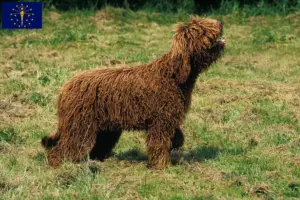 Read more about the article Barbet breeders and puppies in Indiana