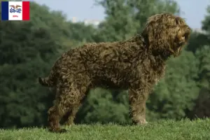 Read more about the article Barbet breeders and puppies in Iowa
