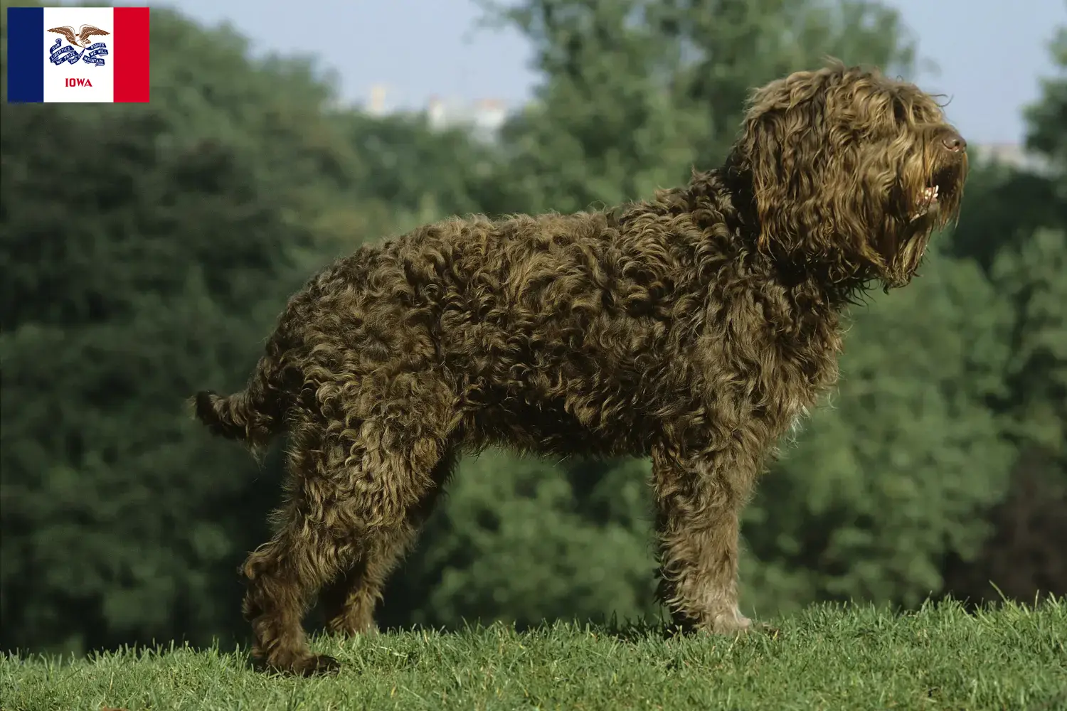 Barbet puppies and breeders Iowa Here you can find Barbet breeders in Iowa.