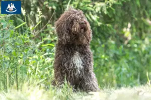 Read more about the article Barbet breeders and puppies in Louisiana