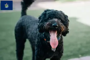 Read more about the article Barbet breeders and puppies in Maine