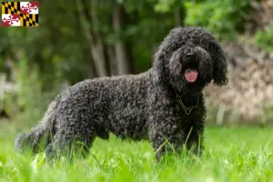 Read more about the article Barbet breeders and puppies in Maryland