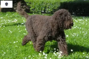 Read more about the article Barbet breeders and puppies in Massachusetts