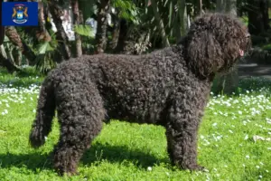 Read more about the article Barbet breeders and puppies in Michigan