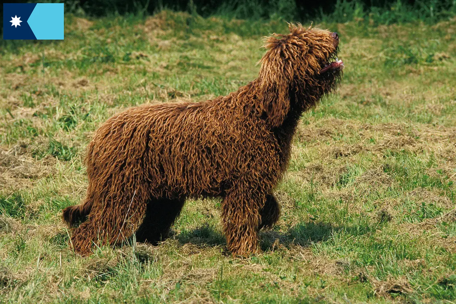 Barbet puppies and breeders Minnesota Here you can find Barbets breeders in Minnesota.