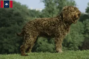 Read more about the article Barbet breeders and puppies in Mississippi