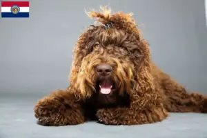 Read more about the article Barbet breeders and puppies in Missouri