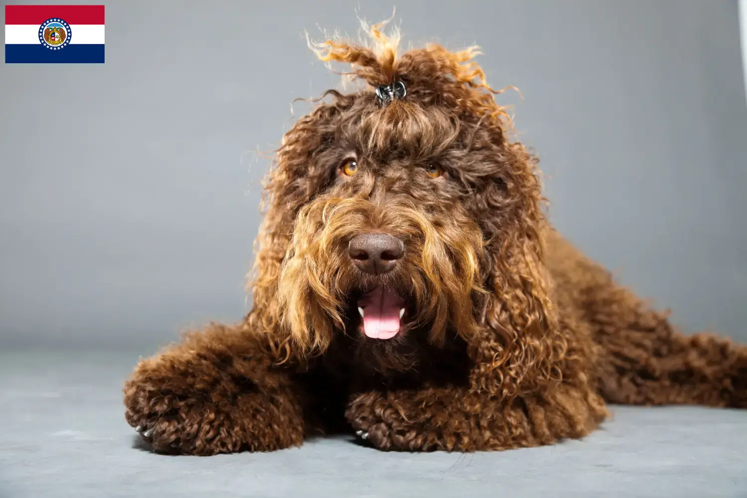 Barbet puppies and breeders Missouri Here you can find Barbet breeders in Missouri.