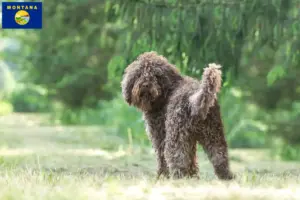 Read more about the article Barbet breeders and puppies in Montana