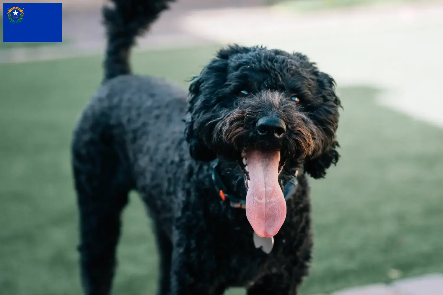 Barbet puppies and breeders Nevada Here you can find Barbets breeders in Nevada.