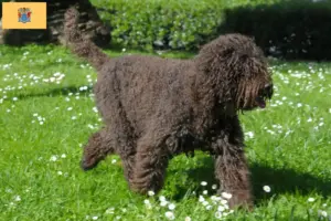 Read more about the article Barbet breeders and puppies in New Jersey