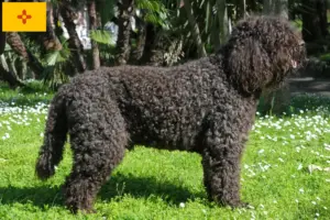 Read more about the article Barbet breeders and puppies in New Mexico