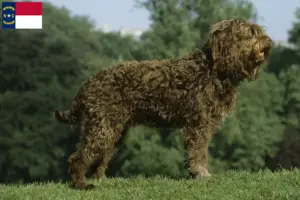 Read more about the article Barbet breeders and puppies in North Carolina
