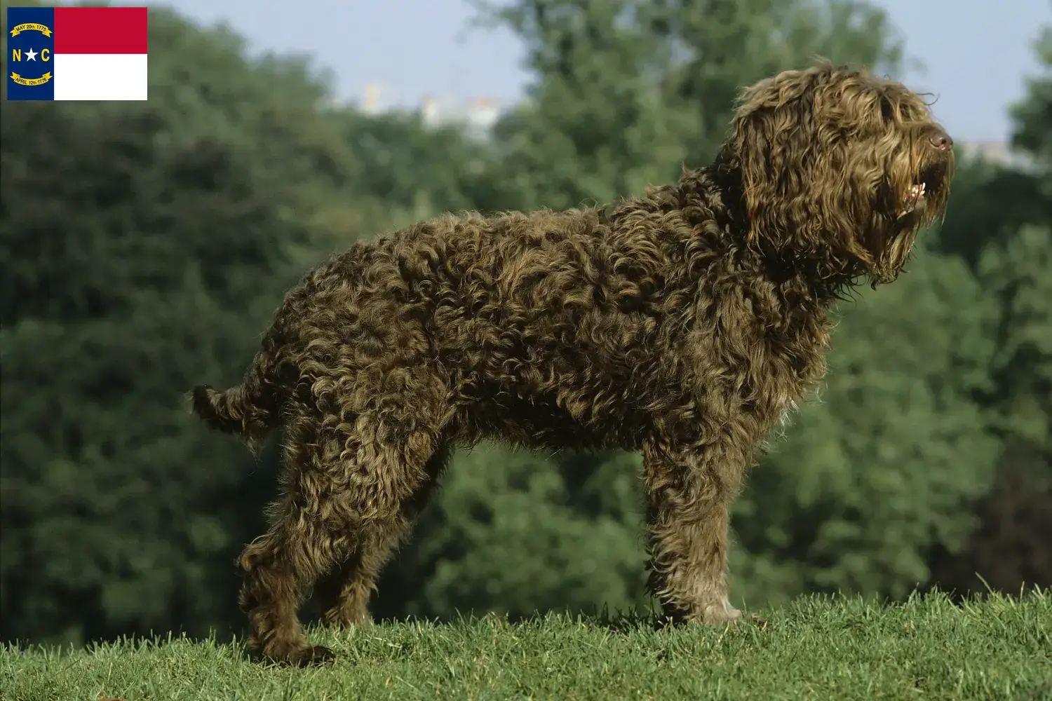Barbet puppies and breeders North Carolina Here you can find Barbets breeders in North Carolina.