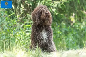 Read more about the article Barbet breeders and puppies in Oklahoma