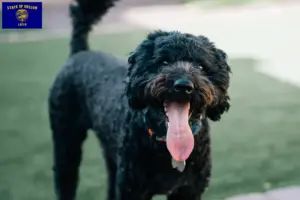 Read more about the article Barbet breeders and puppies in Oregon