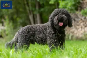 Read more about the article Barbet breeders and puppies in Pennsylvania