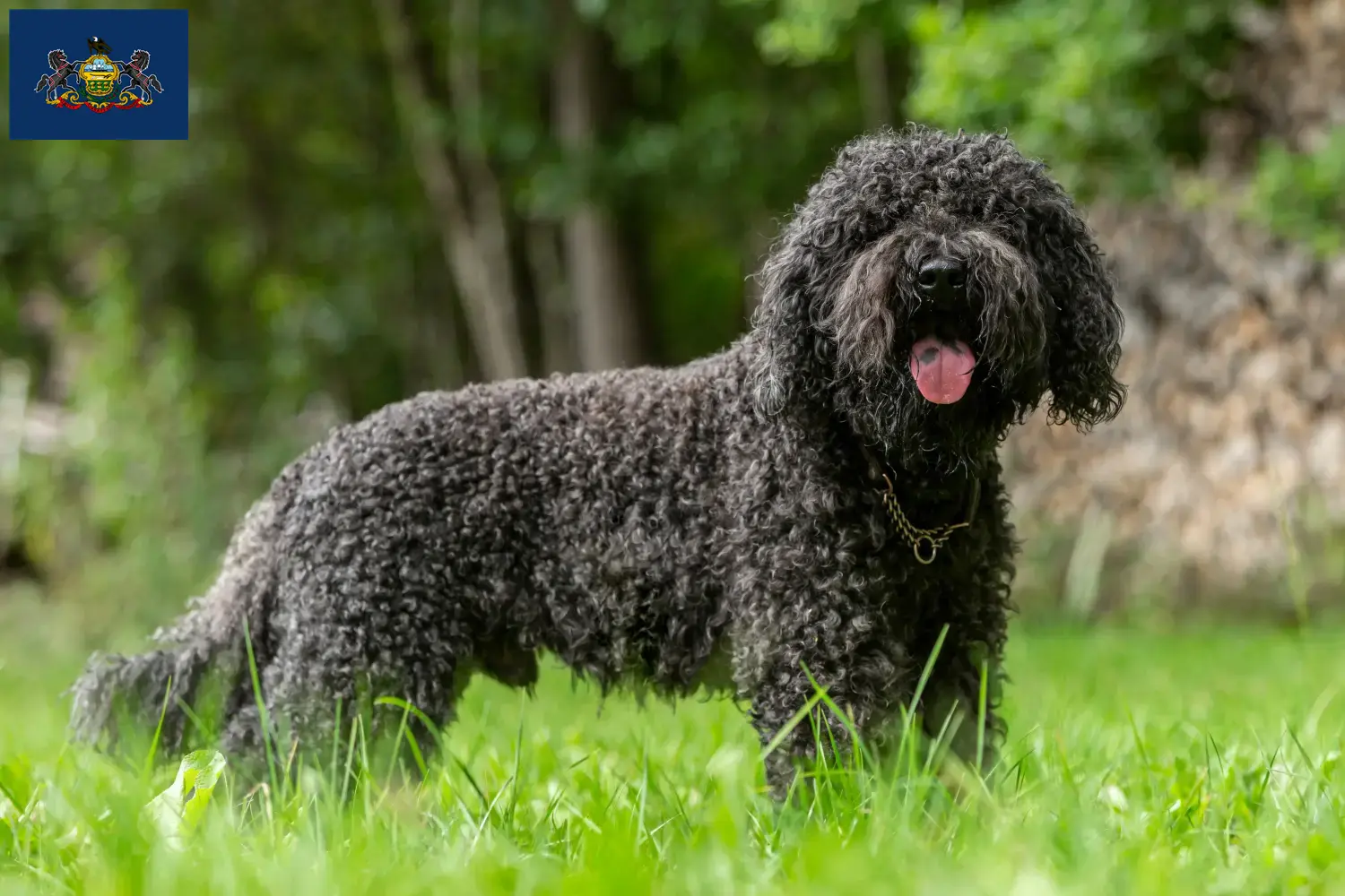 Barbet puppies and breeders Pennsylvania Here you can find Barbet breeders in Pennsylvania.
