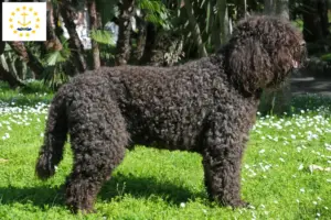 Read more about the article Barbet breeders and puppies in Rhode Island
