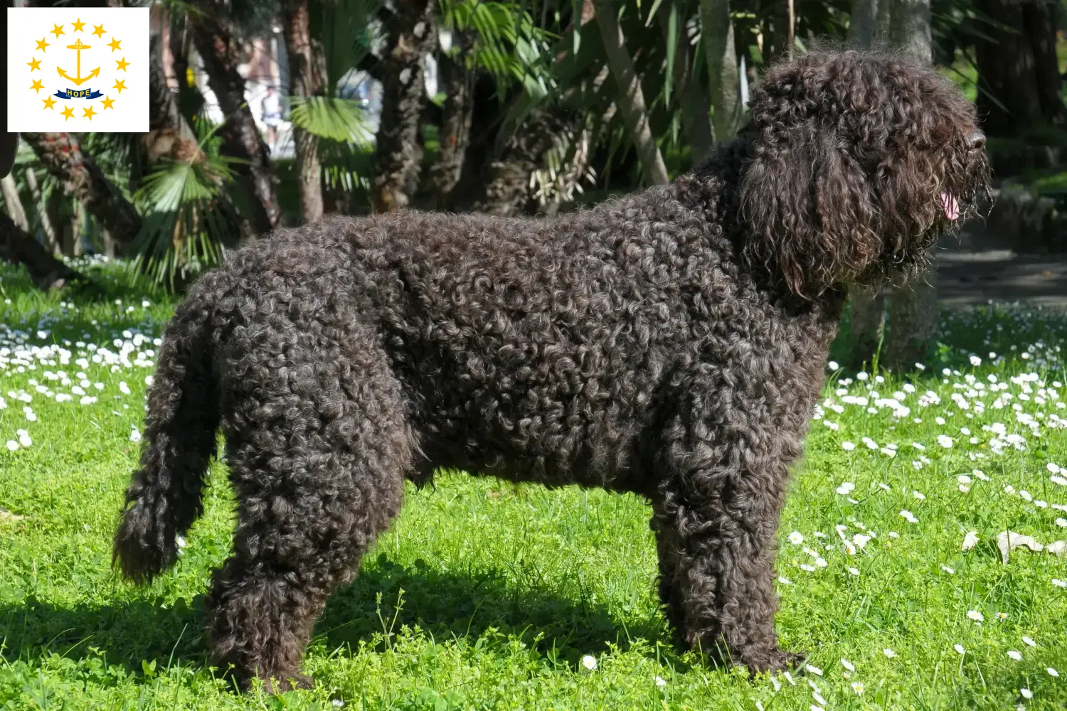 Barbet puppies and breeders Rhode Island Here you can find Barbets breeders in Rhode Island.