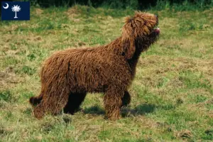 Read more about the article Barbet breeders and puppies in South Carolina