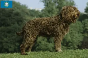 Read more about the article Barbet breeders and puppies in South Dakota