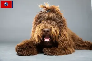 Read more about the article Barbet breeders and puppies in Tennessee