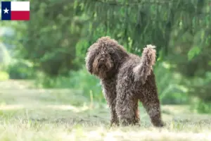 Read more about the article Barbet breeders and puppies in Texas