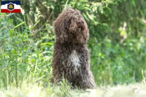Read more about the article Barbet breeders and puppies in Utah