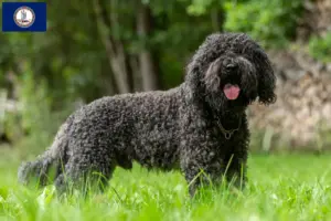 Read more about the article Barbet breeders and puppies in Virginia
