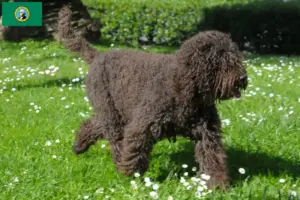 Read more about the article Barbet breeders and puppies in Washington