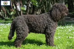 Read more about the article Barbet breeders and puppies in West Virginia