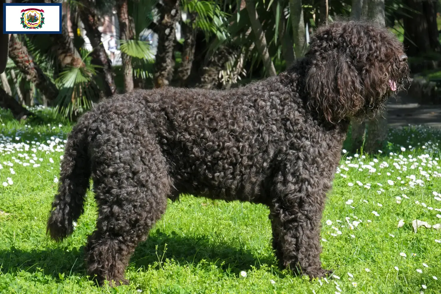Barbet puppies and breeders West Virginia Here you can find Barbets breeders in West Virginia.