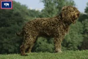 Read more about the article Barbet breeders and puppies in Wyoming