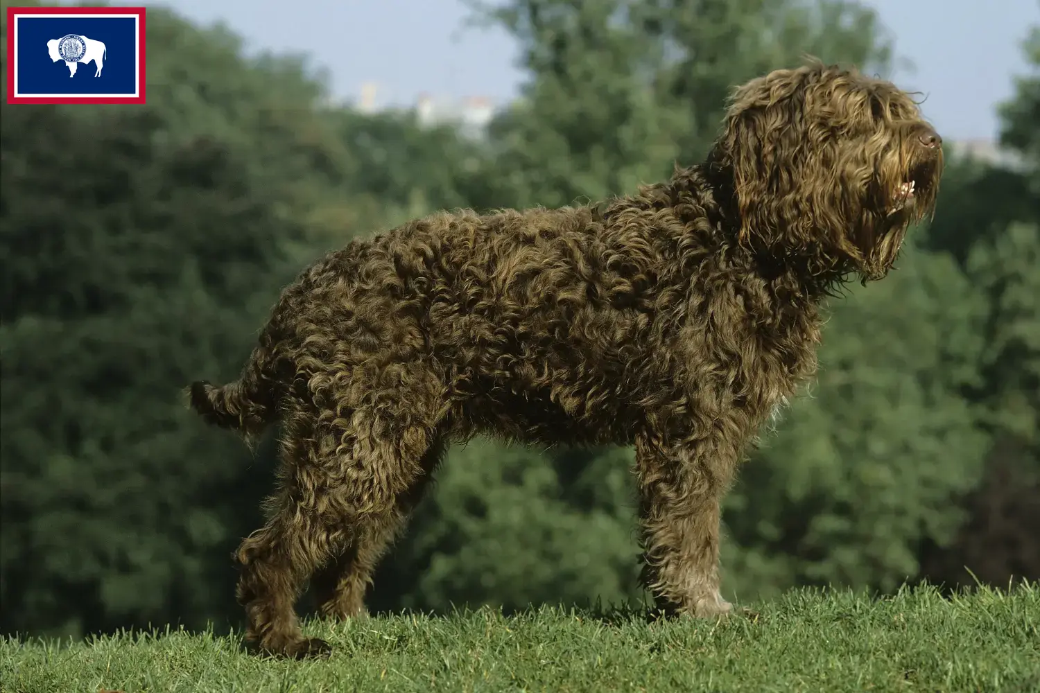 Barbet puppies and breeders Wyoming Here you can find Barbet breeders in Wyoming.