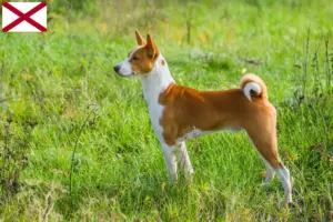 Read more about the article Basenji breeders and puppies in Alabama