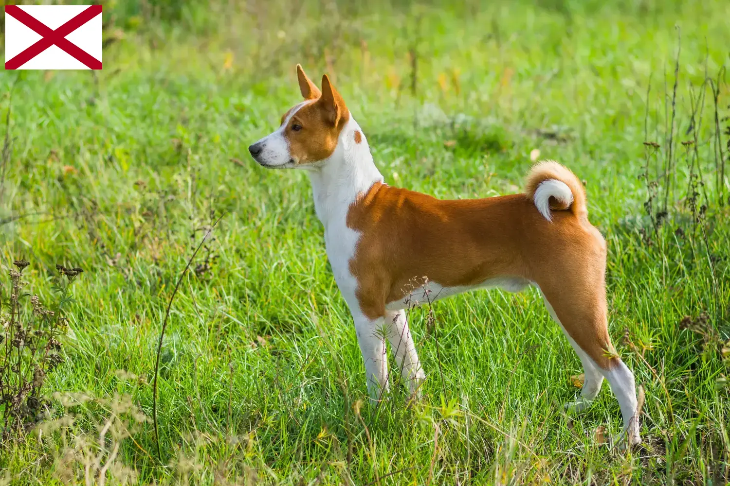 Read more about the article Basenji breeders and puppies in Alabama