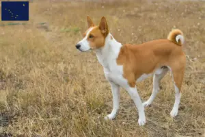Read more about the article Basenji breeders and puppies in Alaska