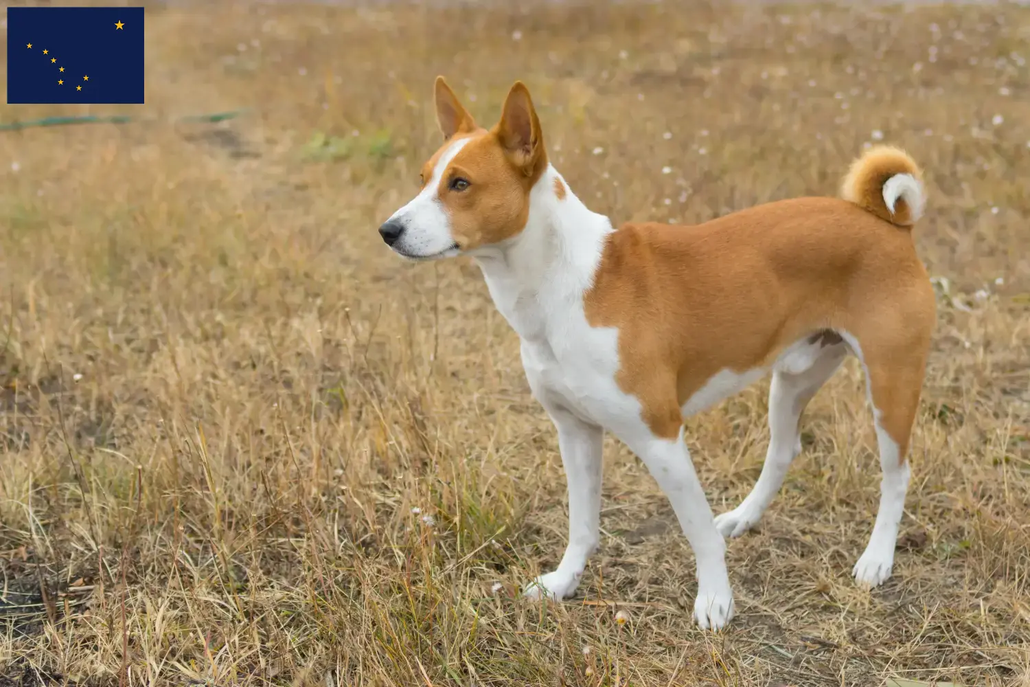 Read more about the article Basenji breeders and puppies in Alaska
