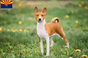 Read more about the article Basenji breeders and puppies in Arizona