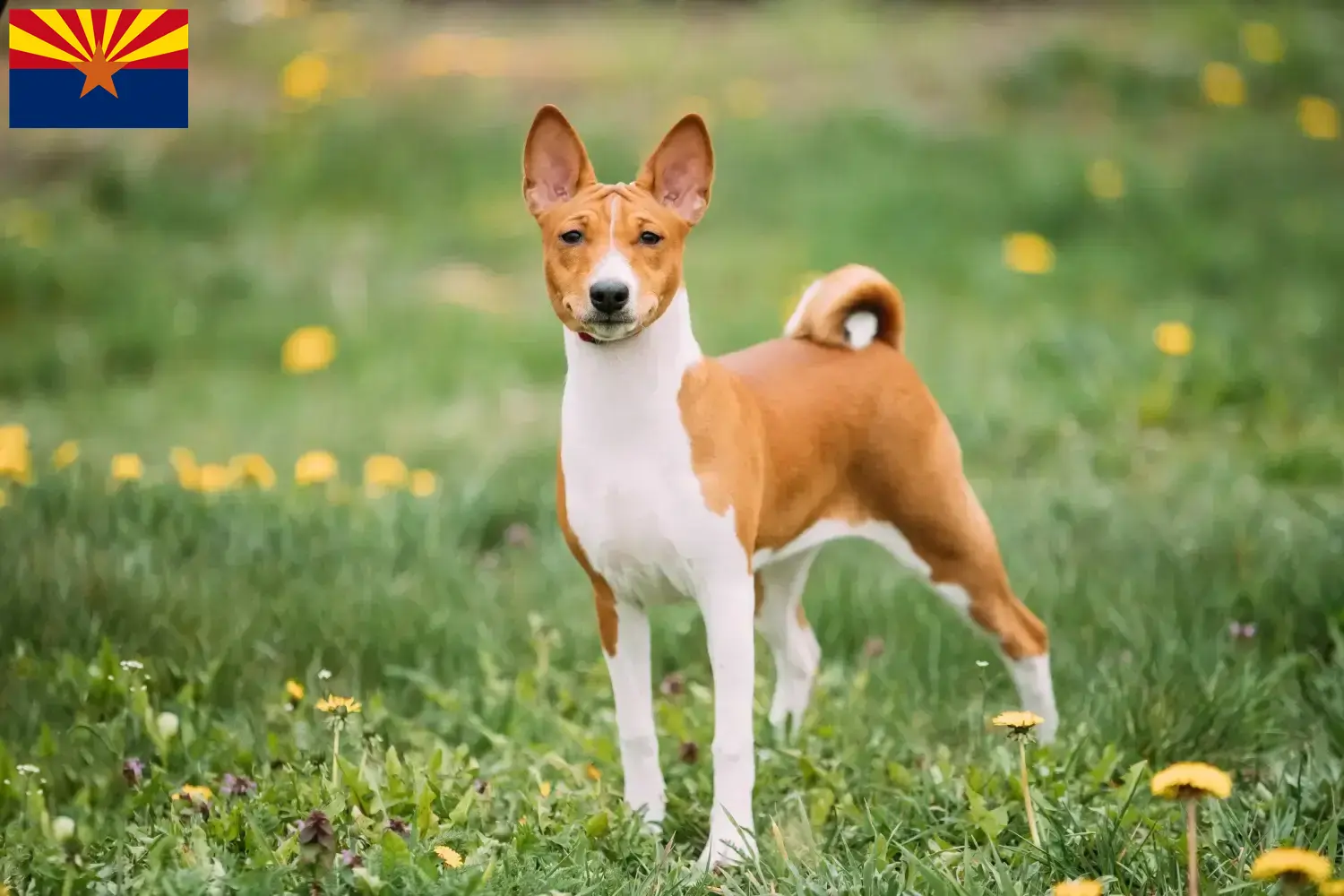 Read more about the article Basenji breeders and puppies in Arizona