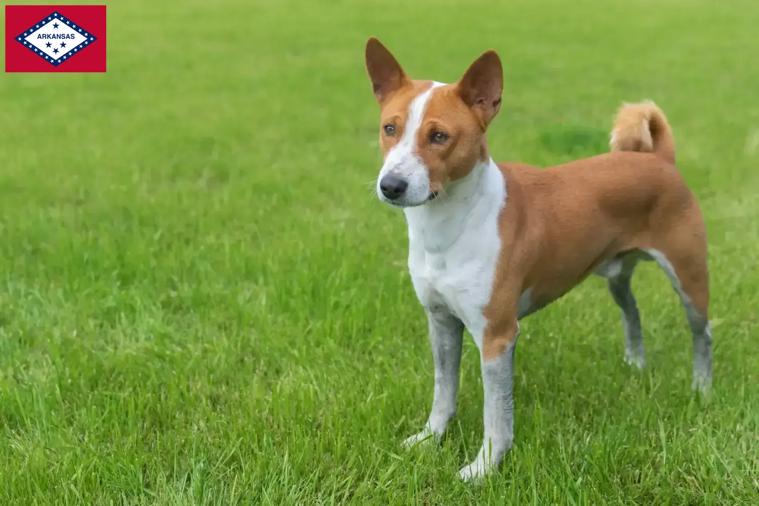 Read more about the article Basenji breeders and puppies in Arkansas