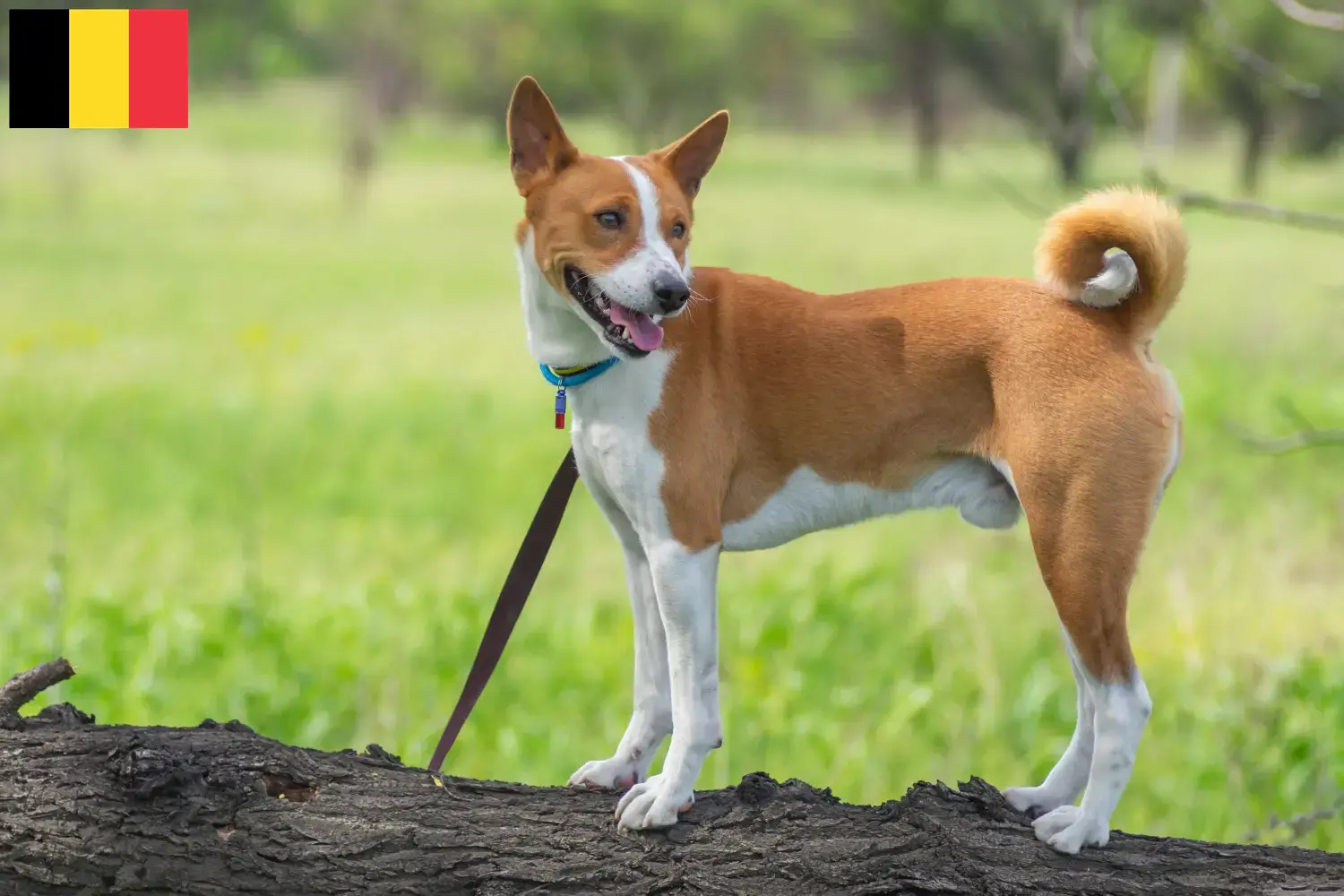 Read more about the article Basenji breeders and puppies in Belgium