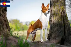 Read more about the article Basenji breeders and puppies in Colorado