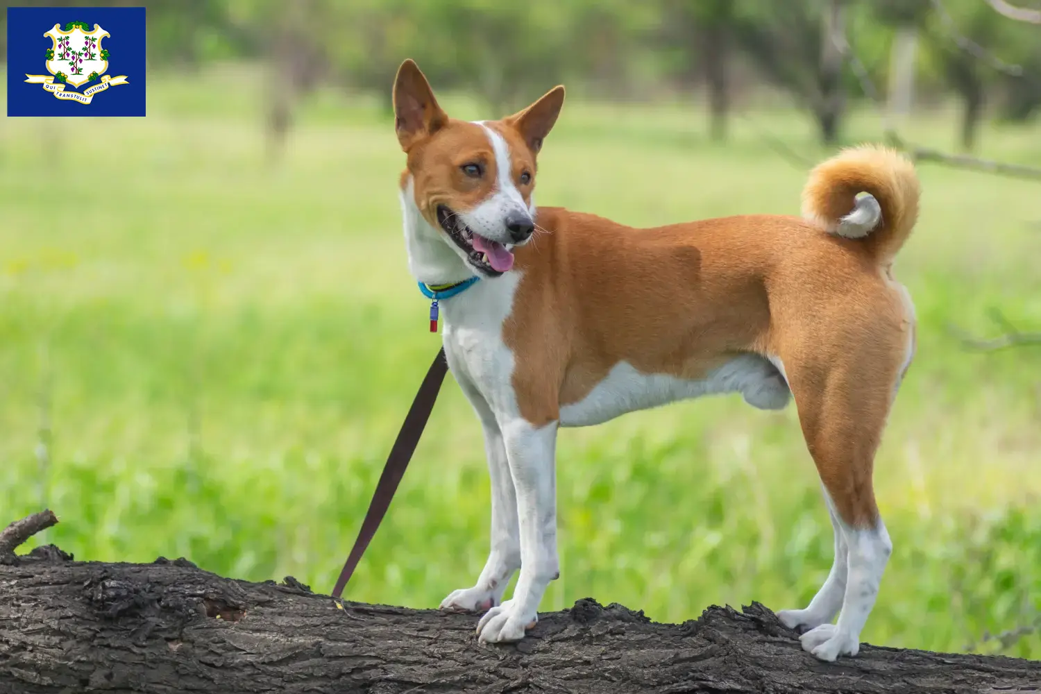 Read more about the article Basenji breeders and puppies in Connecticut