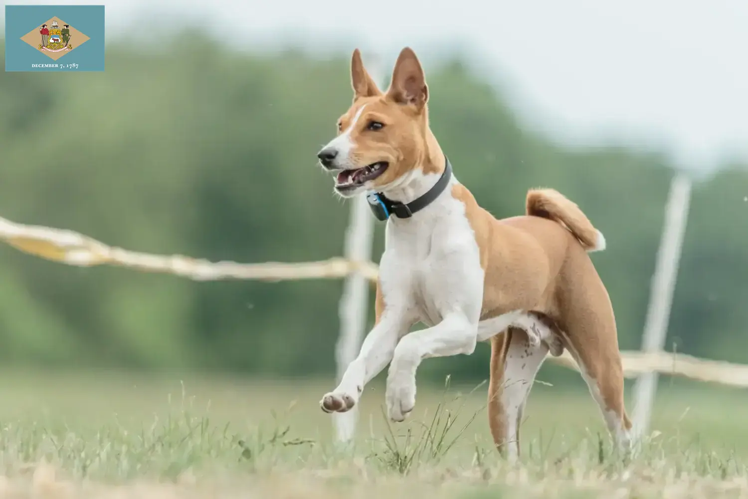 Read more about the article Basenji breeders and puppies in Delaware