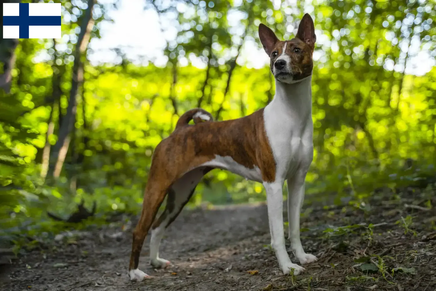Read more about the article Basenji breeders and puppies in Finland